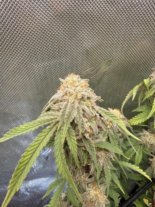 Blueberry Blizzy - Roc Bud. Week 10