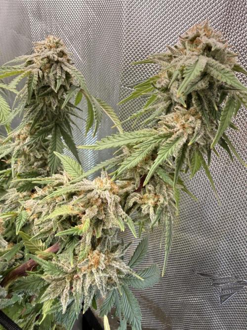 Blueberry Blizzy - Roc Bud. Week 10