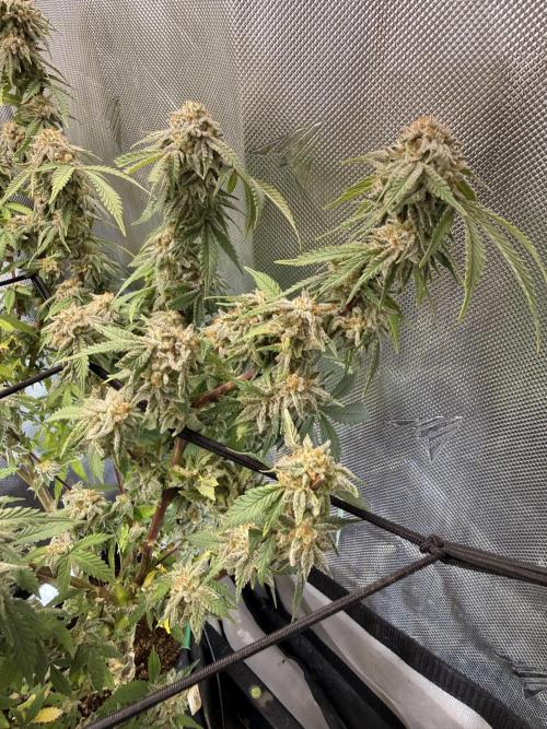 Blueberry Blizzy. Week 10
