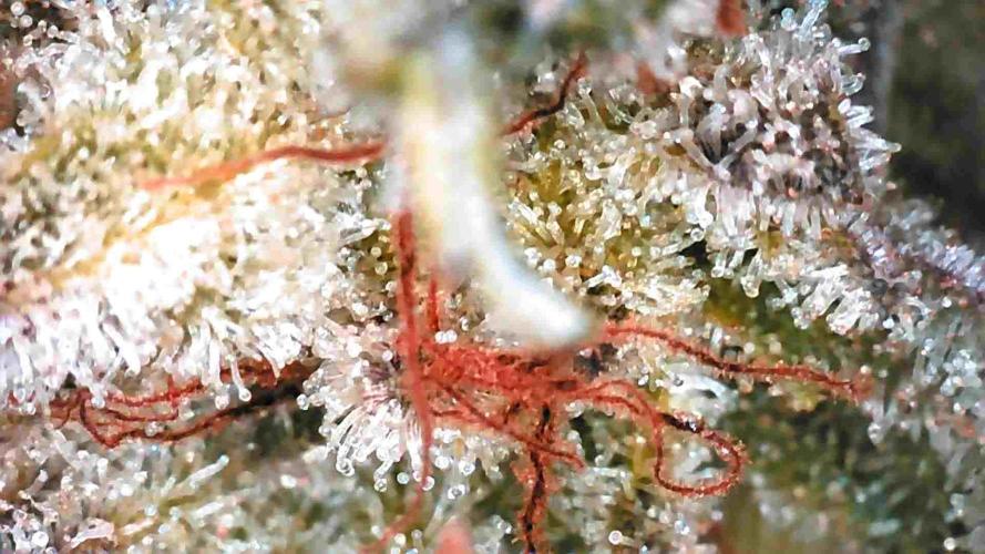 Blueberry Blizzy - Roc Bud. Week 11
