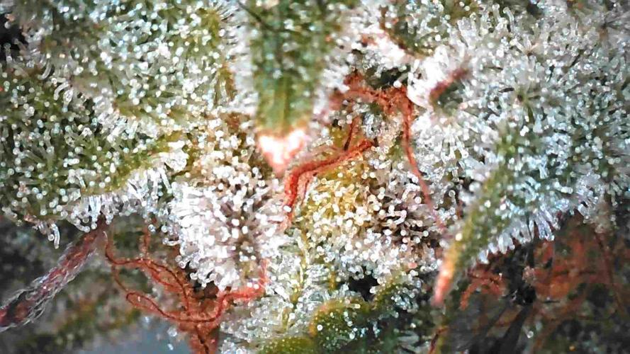 Blueberry Blizzy - Roc Bud. Week 11