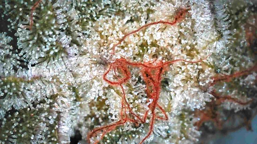 Blueberry Blizzy - Roc Bud. Week 11