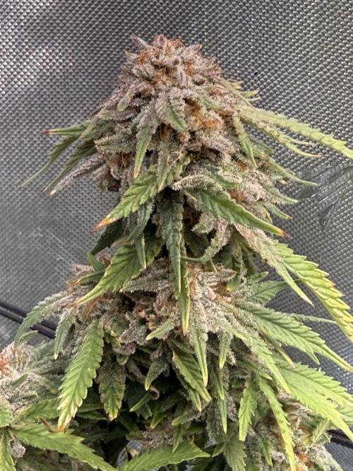 Blueberry Blizzy - Roc Bud. Week 11