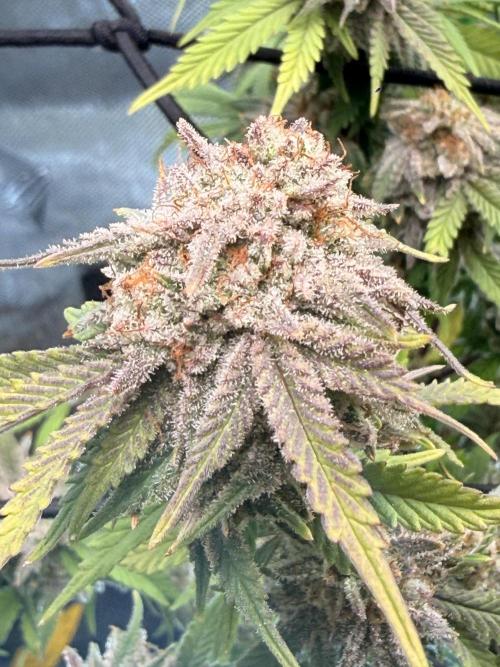 Blueberry Blizzy. Week 11