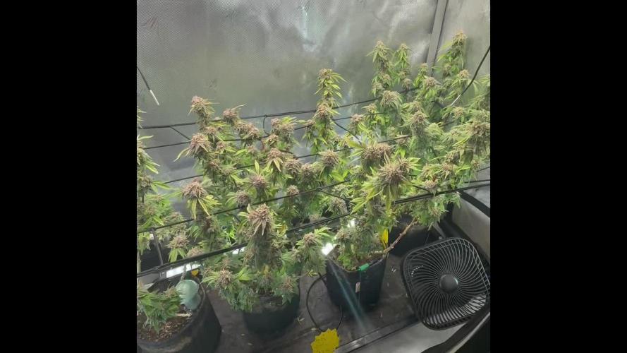 Blueberry Blizzy - Roc Bud