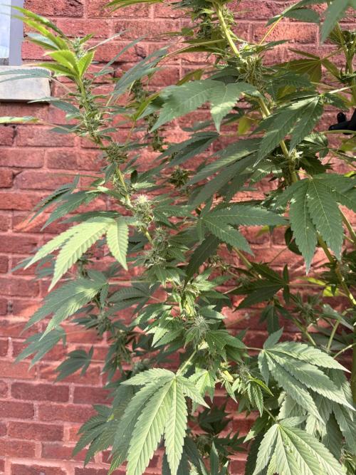 Montell’s Dream Widow Outdo. Week 13
