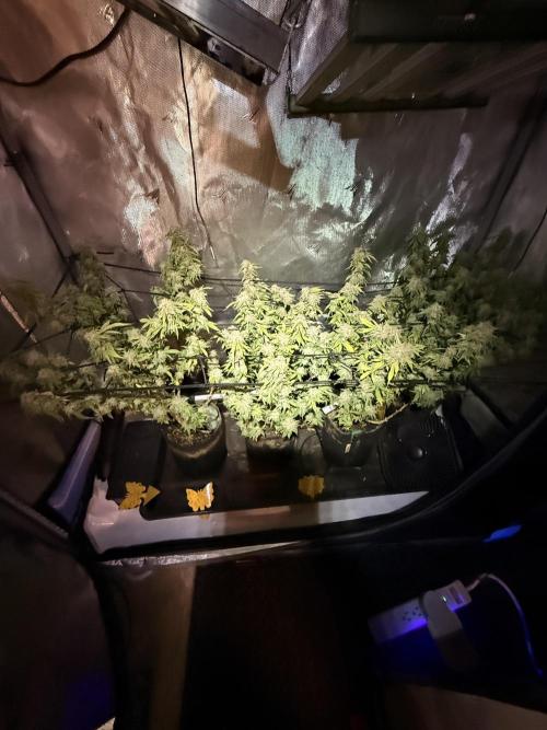 Blueberry Blizzy - Roc Bud. Week 13