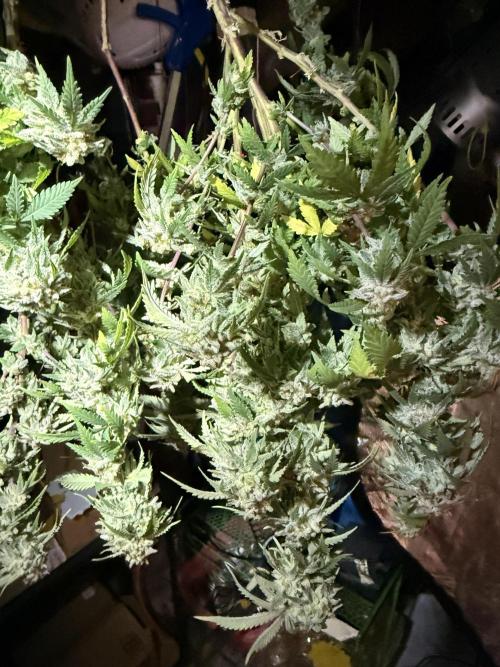 Blueberry Blizzy - Roc Bud. Week 13