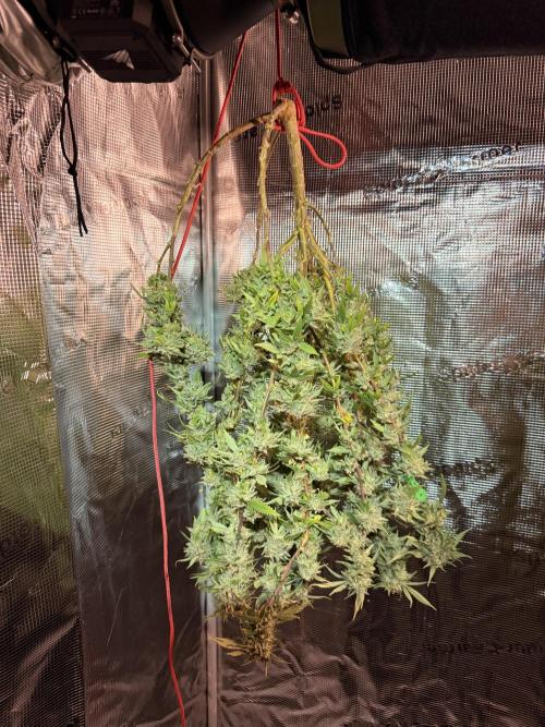 Blueberry Blizzy - Roc Bud. Week 13