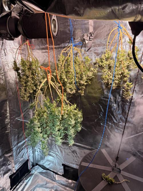 Blueberry Blizzy - Roc Bud. Week 13