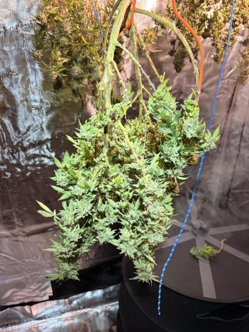 Blueberry Blizzy - Roc Bud. Week 13