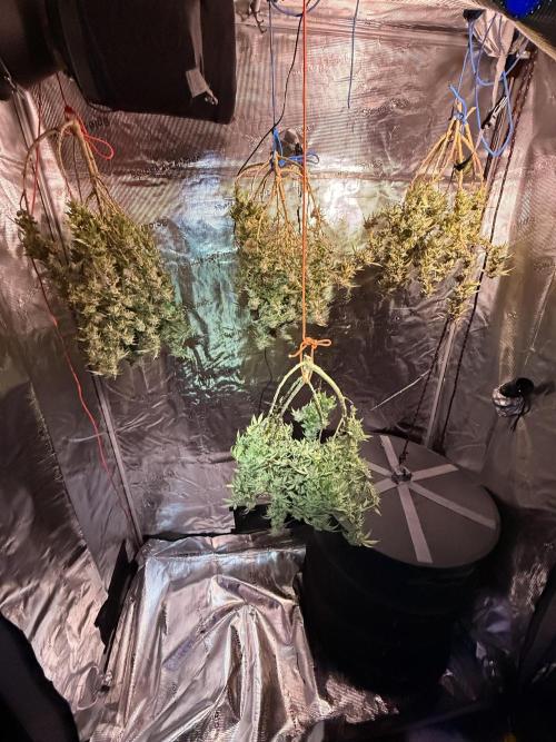 Blueberry Blizzy - Roc Bud. Week 13