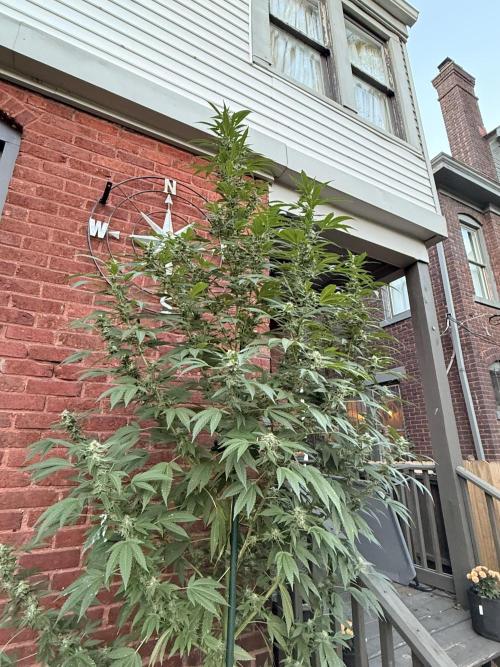 Montell’s Dream Widow Outdo. Week 15