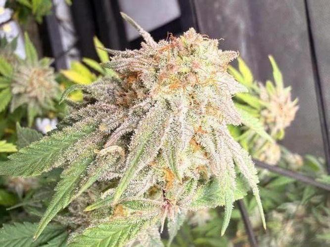 Blueberry Blizzy - Roc Bud. Week 10 - Frosty. A few Foxtail but not from Light stress. Several and mid and lower level.
