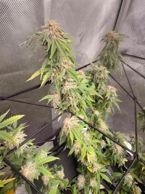 Blueberry Blizzy - Roc Bud. Week 10