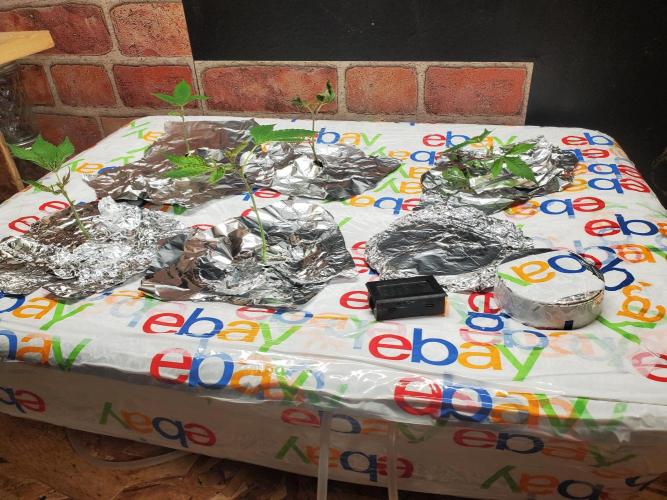 ALLEYRATZ Diary 1. Week 4