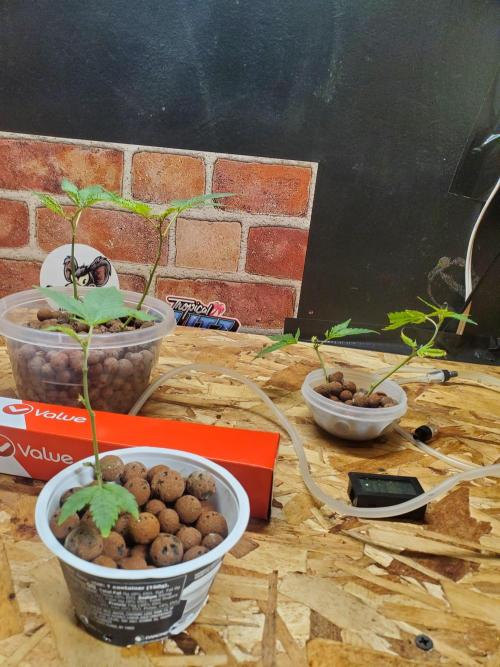 ALLEYRATZ Diary 1. Week 4 - Starting roots