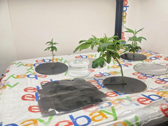 ALLEYRATZ Diary 1. Week 4 - Make shift tank.