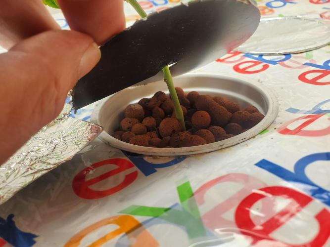 ALLEYRATZ Diary 1. Week 4 - All in clay pellets 