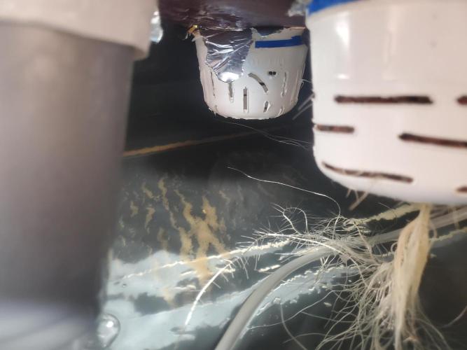 ALLEYRATZ Diary 1. Week 4