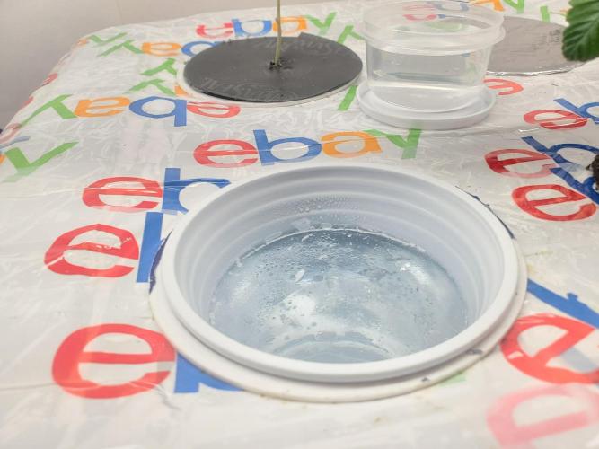 ALLEYRATZ Diary 1. Week 4 - Ice cooler