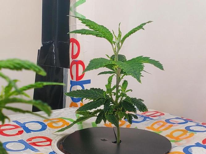 ALLEYRATZ Diary 1. Week 4 - I'll probably cut this one in half eventually. 