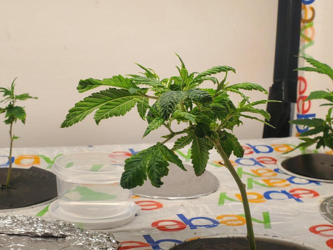 ALLEYRATZ Diary 1. Week 4 - This one gets bent alot.