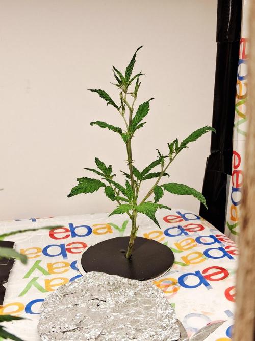 ALLEYRATZ Diary 1. Week 5