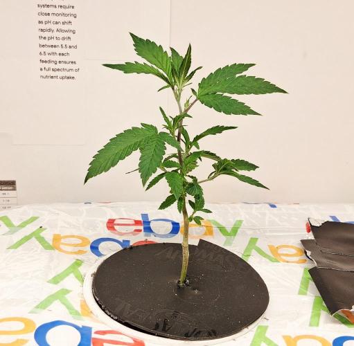 ALLEYRATZ Diary 1. Week 5