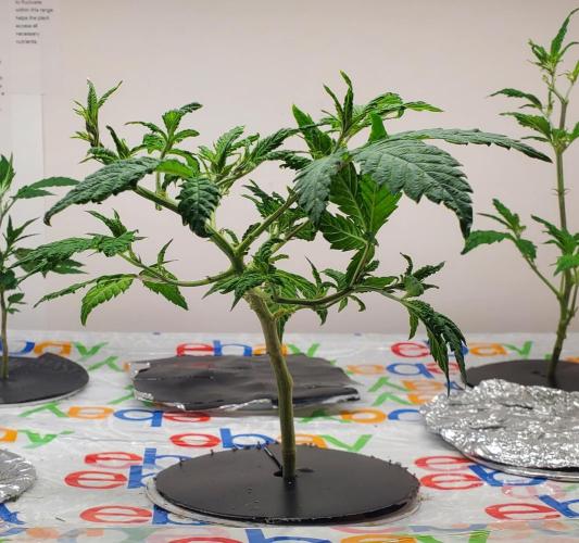 ALLEYRATZ Diary 1. Week 6