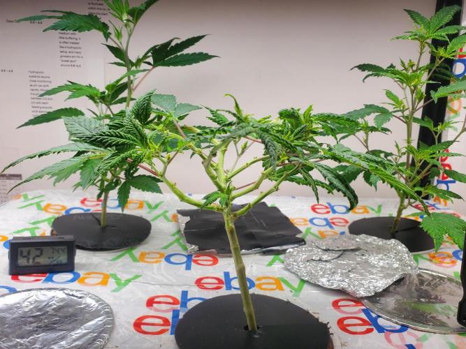 ALLEYRATZ Diary 1. Week 6