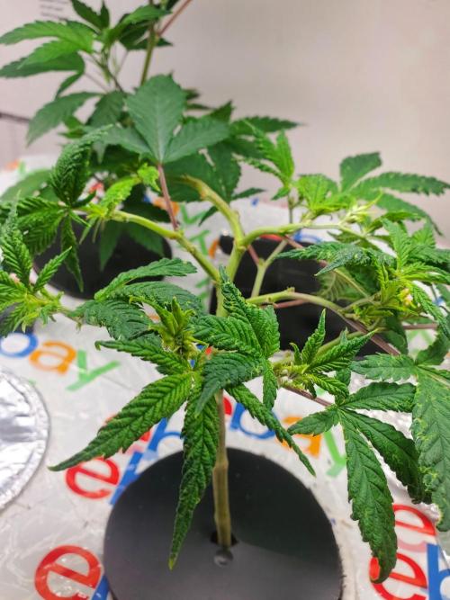 ALLEYRATZ Diary 1. Week 6