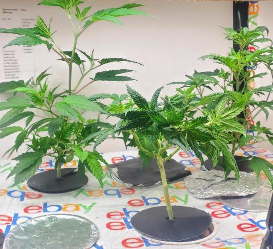 ALLEYRATZ Diary 1. Week 6