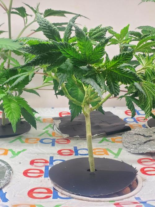 ALLEYRATZ Diary 1. Week 6