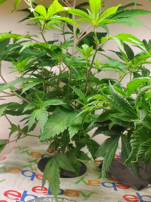 ALLEYRATZ Diary 1. Week 7