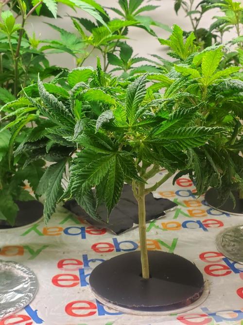 ALLEYRATZ Diary 1. Week 7