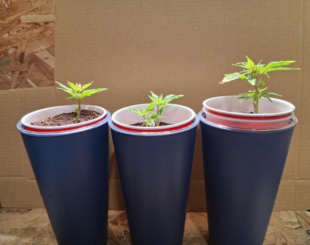 ALLEYRATZ Diary 1. Week 8