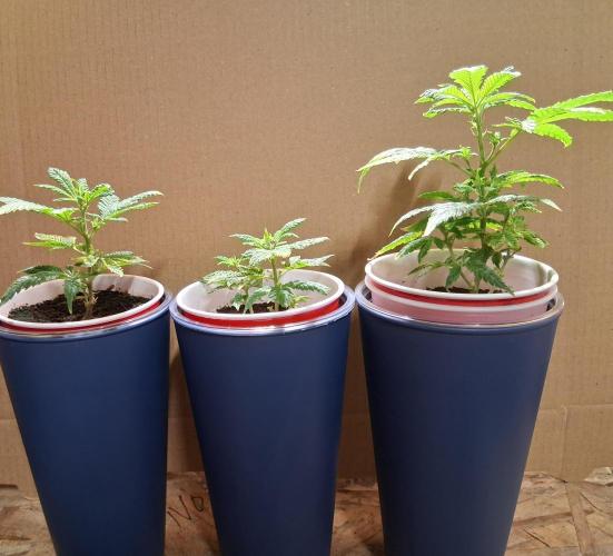 ALLEYRATZ Diary 1. Week 8