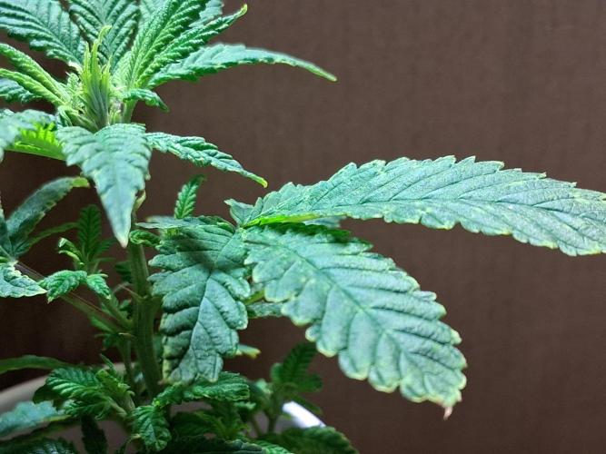 ALLEYRATZ Diary 1. Week 8