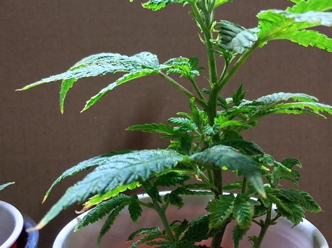 ALLEYRATZ Diary 1. Week 8