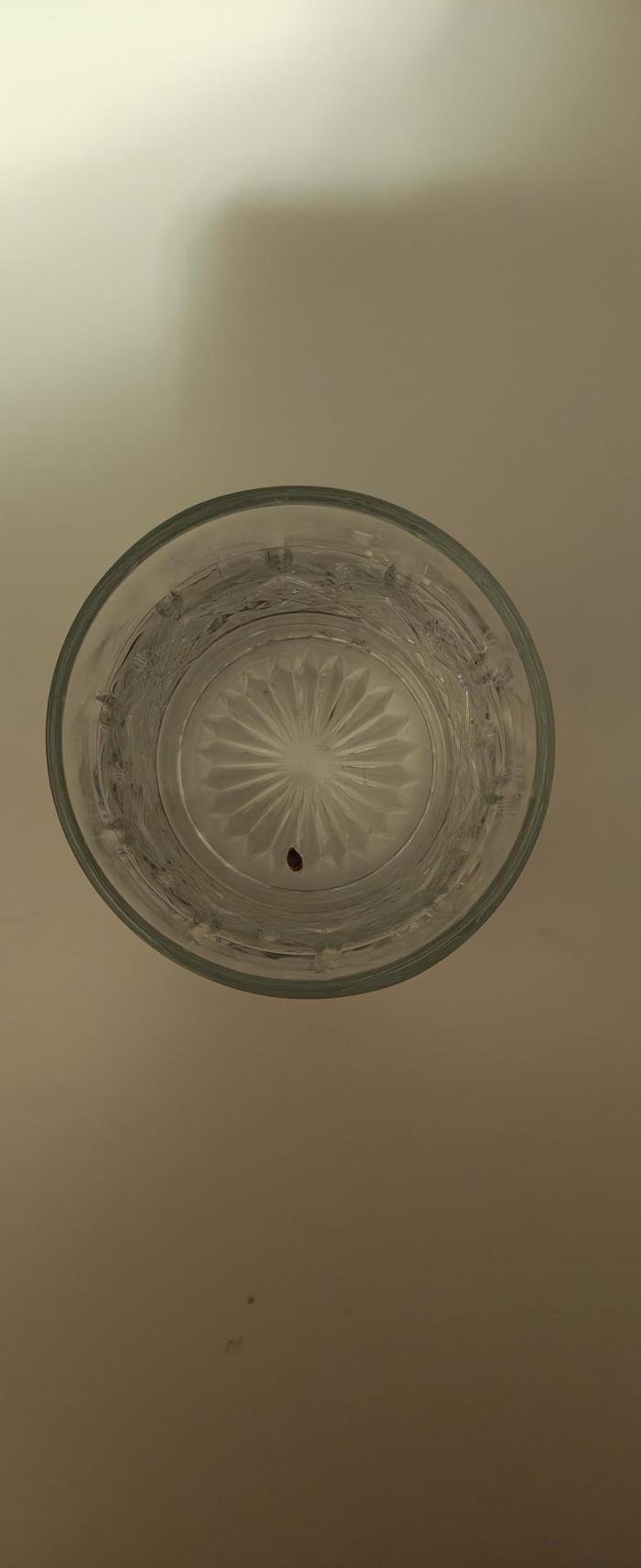 Papaya Cookies auto 2fast4buds. Week 0 - Ich habe gestern den Samen in ein Glas Wasser gelegt, und die Erde schoneinmal a