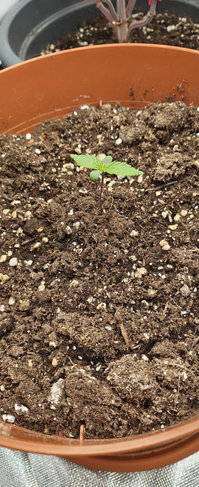 Papaya Cookies auto 2fast4buds. Week 2