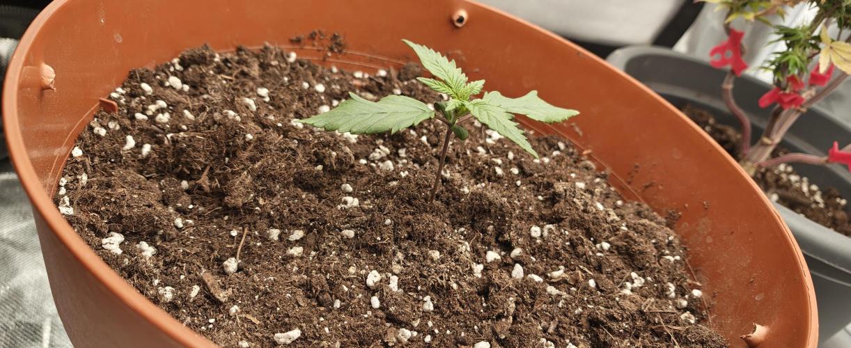 Papaya Cookies auto 2fast4buds. Week 3