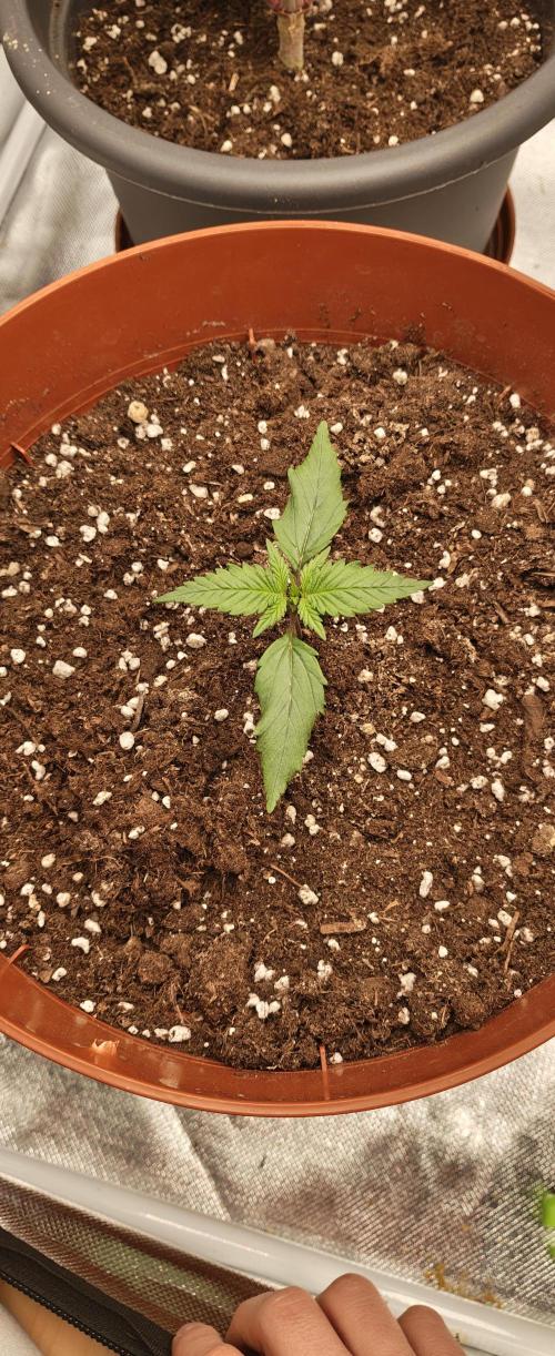 Papaya Cookies auto 2fast4buds. Week 3