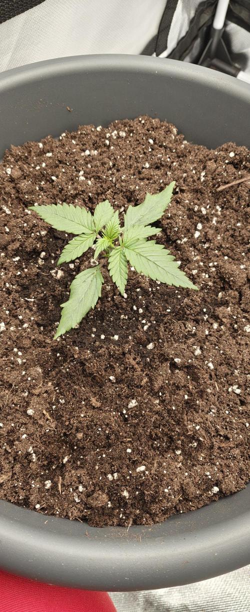 Papaya Cookies auto 2fast4buds. Week 4