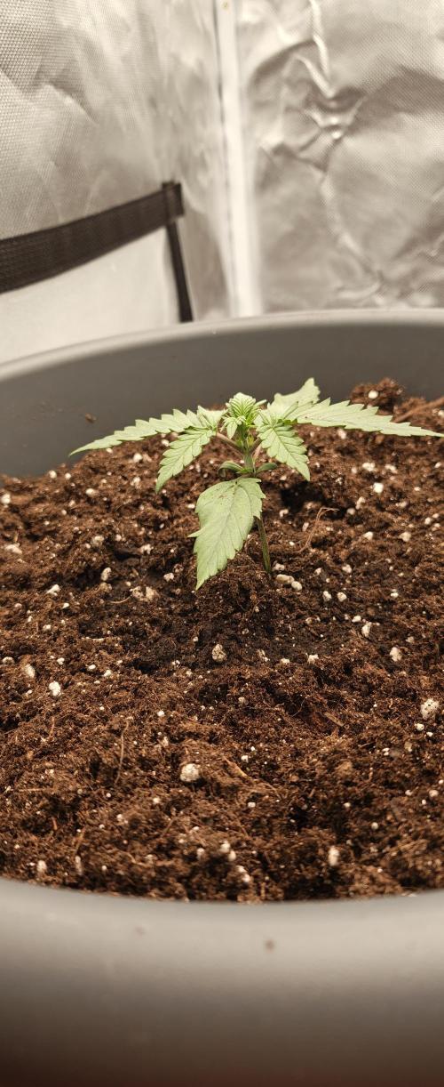 Papaya Cookies auto 2fast4buds. Week 4