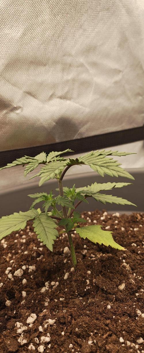 Papaya Cookies auto 2fast4buds. Week 5