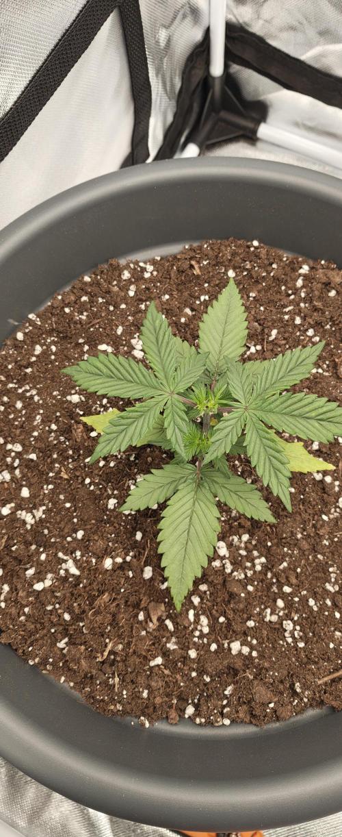 Papaya Cookies auto 2fast4buds. Week 5