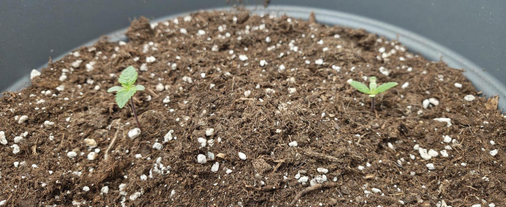 Surprise Punch. Week 0