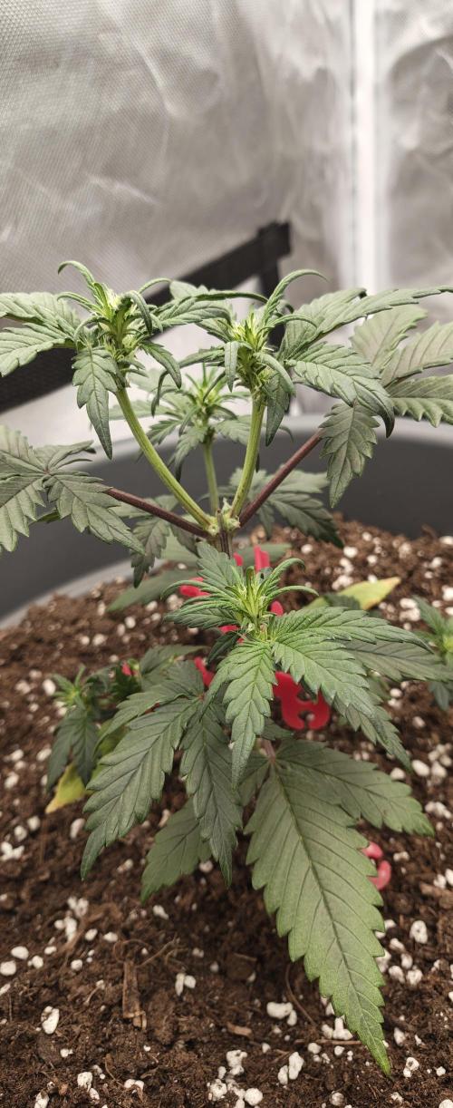 Papaya Cookies auto 2fast4buds. Week 6